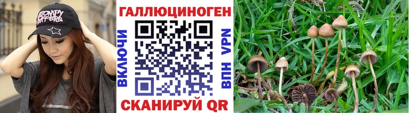 Галлюциногенные грибы Psilocybine cubensis  Кологрив 